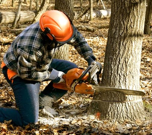 Tree Removal in Oakwood, VA